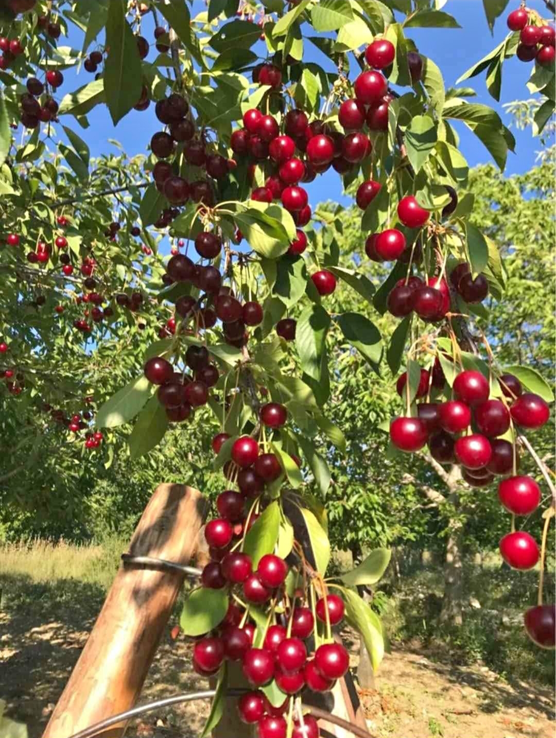 Regina KİRAZ FİDANI